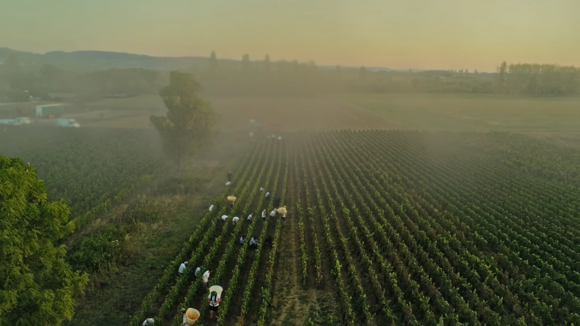 Prise de vue aérienne par drone des vendanges dans le vignoble, réalisée par le Studio FLEAU pour la production de films de marque et storytelling du terroir.